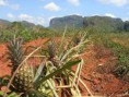 /album/potraviny/vinales-ananas-9256-jpg/
